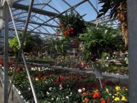 greenhouse 2012 026
